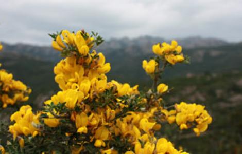 Fotografia Macro Ambientata: ginestre con lo sfondo delle creste granitiche del Limbara