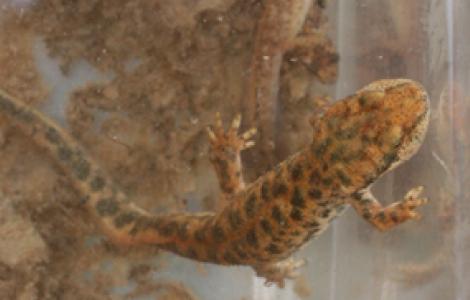 primo piano di un euprotto salvato primo piano di un euprotto salvato