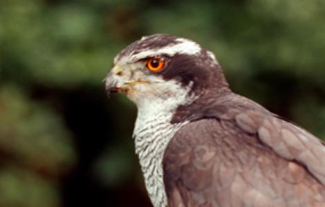 ASTORE IN PRIMO PIANO