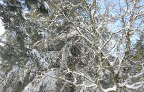 neve su un castagno, gennaio 2011