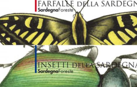 Schede Farfalle e Insetti