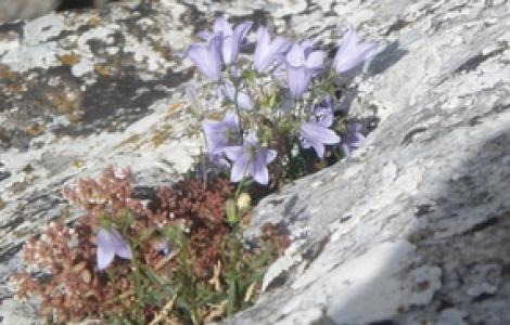 campanula forsythi