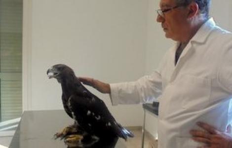 Aquila reale curata dal veterinario dell'Ente Foreste