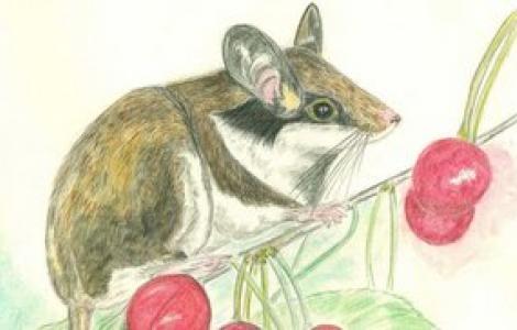 micromammiferi, disegno di Lidia Fleba