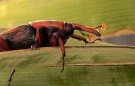 Punteruolo rosso delle palme