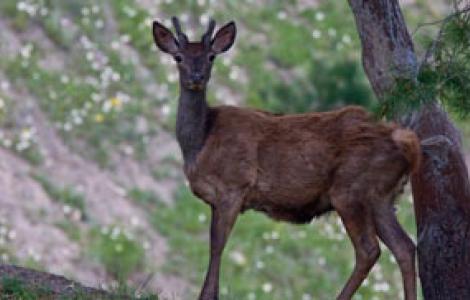 esemplare di cervo sardo - foto su Digital Library esemplare di cervo sardo - foto su Digital Library