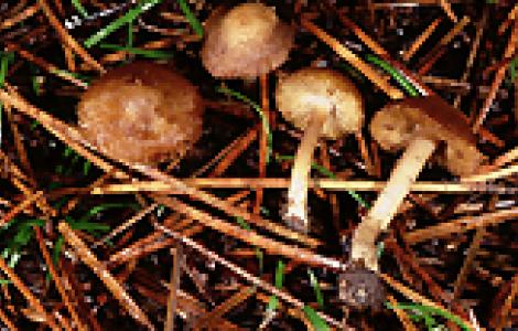 Inocybe hirtella