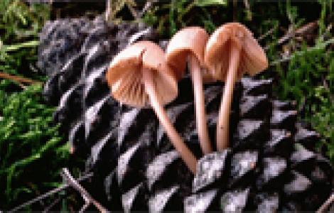 Mycena seynii