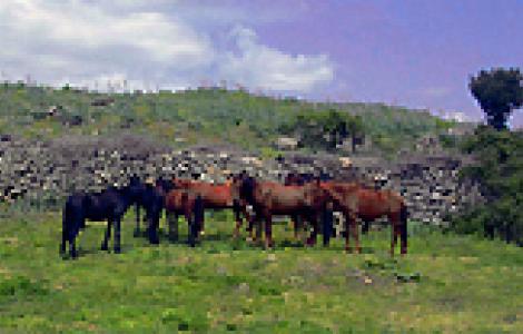 Cavalli del Sarcidano