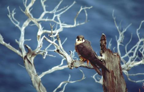 Falco della regina (o Falco Eleonora)