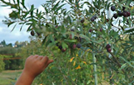 Educazione ambientale, curreli Educazione ambientale