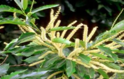 Fiori di castagno Fiori di castagno