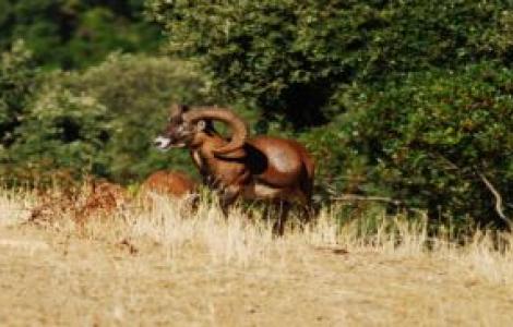 Muflone - A.Chiaramida