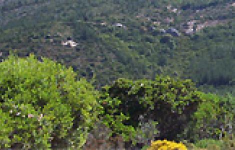 Paesaggio agroforestale