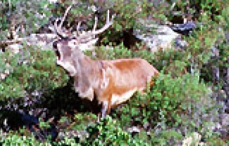 Cervo Sardo, bramito, Ruiu Cervo sardo - Bramito