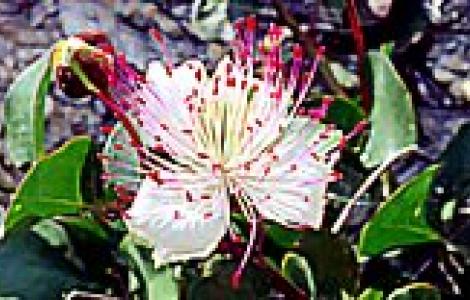 Capparis spinosa L. (ph: G. Lai)