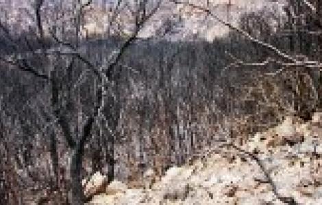 Terreno percorso da incendio (Battau)
