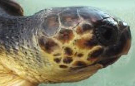 Caretta caretta