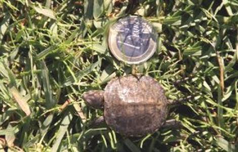 Emys orbicularis - Bonassai Emys orbicularis