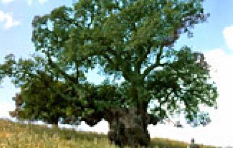 Grandi Alberi - Laconi