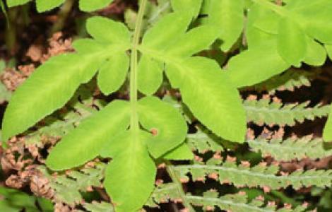 Osmunda regale, foto da Digital Library