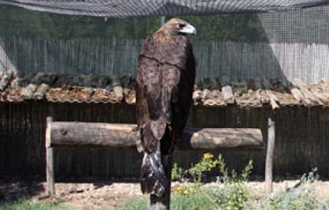 Aquila Reale Aquila Reale