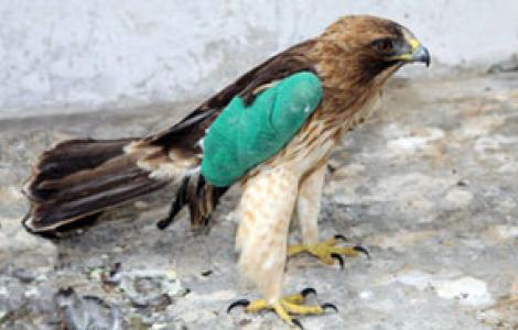 Aquila minore ferita, ricoverata nel Centro Fauna di Bonassai