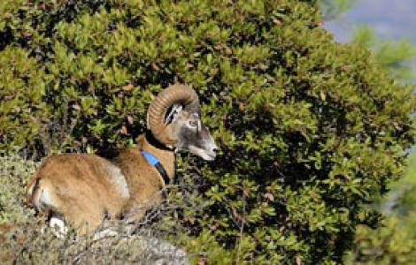 Muflone maschio identificato con marca auricolare e collare