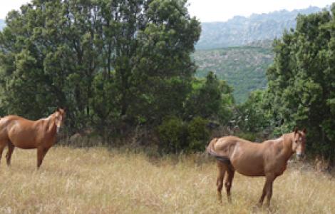 Cavalli meticci anglo-arabo-sardi, fotografati nelll'UGB di Monte Limbara Sud nel Complesso Limbara
