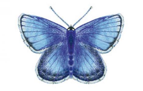 Icaro o Argo Azzurro (Polyommatus icarus)