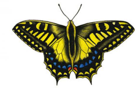 Macaone sardo-corso o Ospitone (Papilio hospiton)