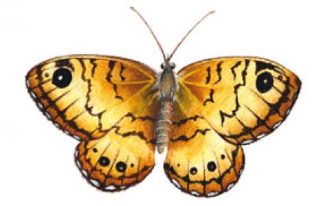 Tigelio (Lasiommata paramegaera)