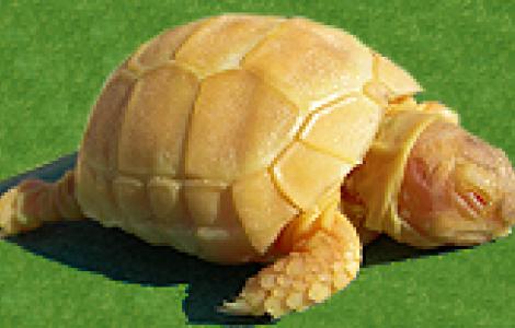 Testudo marginata albina