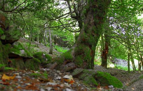 Monte Pisanu - Sos Nibberos