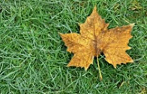 Cambiamenti climatici autunno Foglia autunnale su di un prato verde