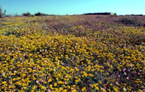 Sinis, campo fiorito