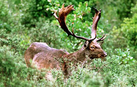 Daino maschio - Ruiu Esemplare maschio di Daino