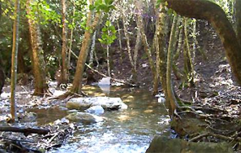 Rio Ermolinus, Montarbu, Unica Il Rio Ermolinus all'interno della foresta di Montarbu