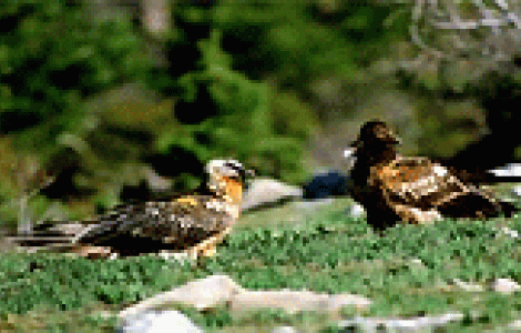 Esemplare di adulto e giovane di gipeto