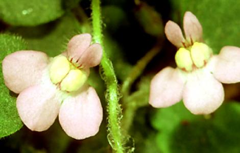 Cymbalaria aequitriloba