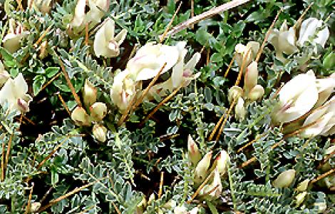 Astragalus genargenteus