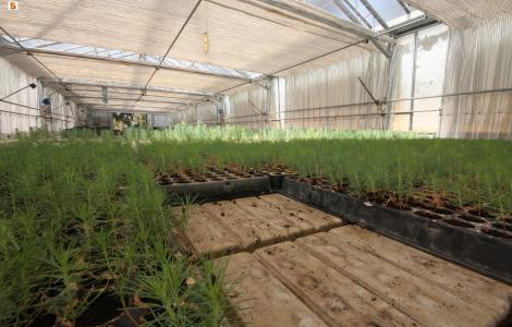 Conifere coltivate in fitocelle