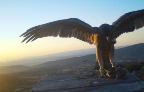 Una delle aquile bosane dopo liberazione