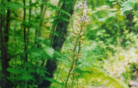 Limodorum abortivum nel sottobosco