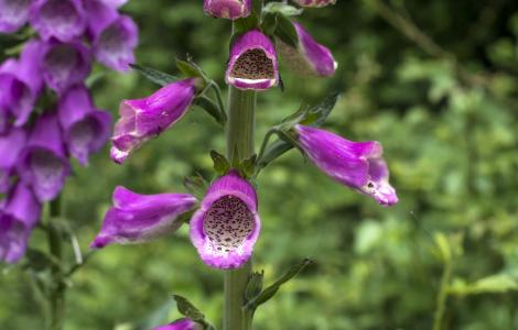 Digitalis Purpurea (foto C.Mascia)