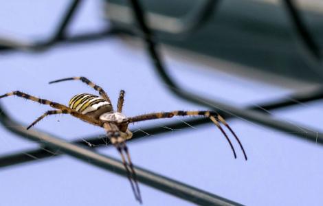 Argiope (foto Cristian Mascia)