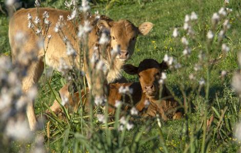 Vitelli al pascolo in tarda primavera (Gairo, Cristian Mascia)
