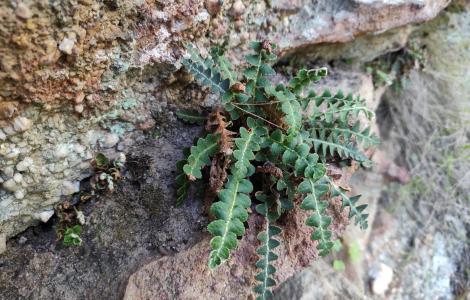 Asplenium ceterach  - Gian Marco Marrosu.
