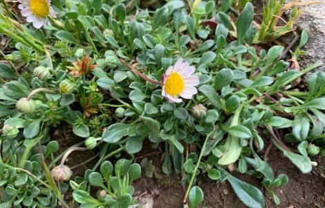 Bellium bellidioides (foto Alessandra Boi).