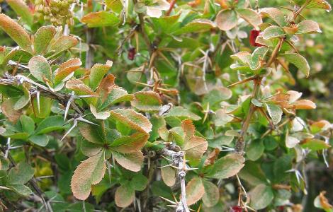 "File:Berberis aetnensis.jpg" by User:Tigerente is licensed with CC BY-SA 3.0. To view a copy of this license, visit https://creativecommons.org/licenses/by-sa/3.0